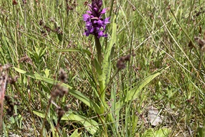 De orchideeën gaan weer bloeien De orchideeën gaan weer bloeien